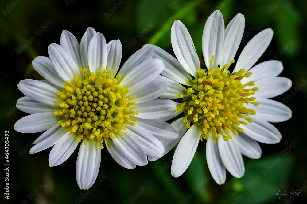 Fototapeta premium Macro photo of two white daisies