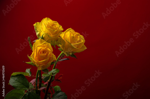 yellow roses on a red background
