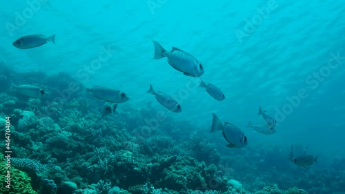 Shoal of Soldierfish swims under surface of blue water near coral reef. Pinecone Soldierfish (Myripristis murdjan). Slow motion photo