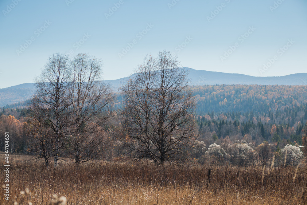 autumn trees without leaves on the background of mountains autumn trees without leaves on the background of mountains