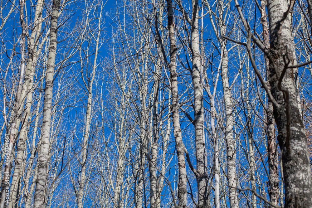 Obraz premium aspen without leaves in autumn