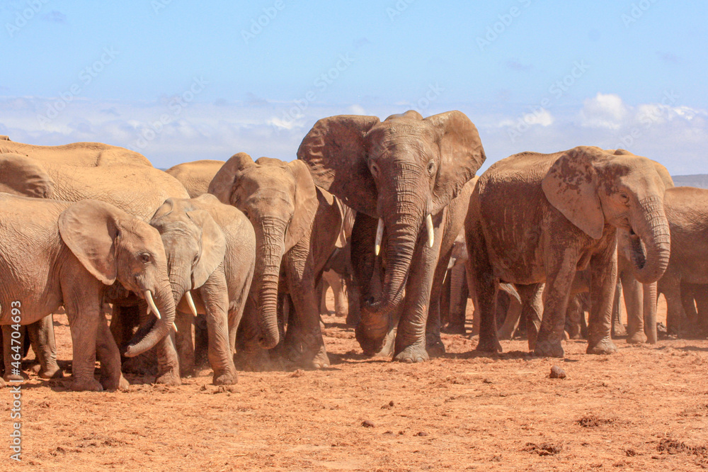 Fototapeta premium herd of elephant on the sand
