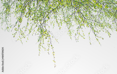 powerful strong branches of a young birch hanging on the blue background of the sky above and to the left
