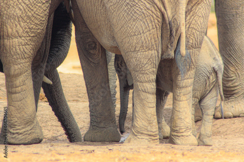 baby elephant between its adult family members