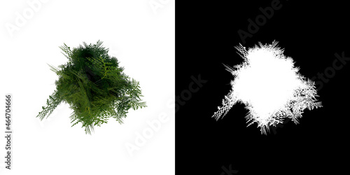 Top view of Tree ( Juniperus virginiana 1) Plant png with alpha channel to cutout made with 3D render 