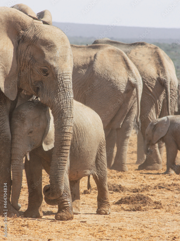 Fototapeta premium elephant mum and baby love