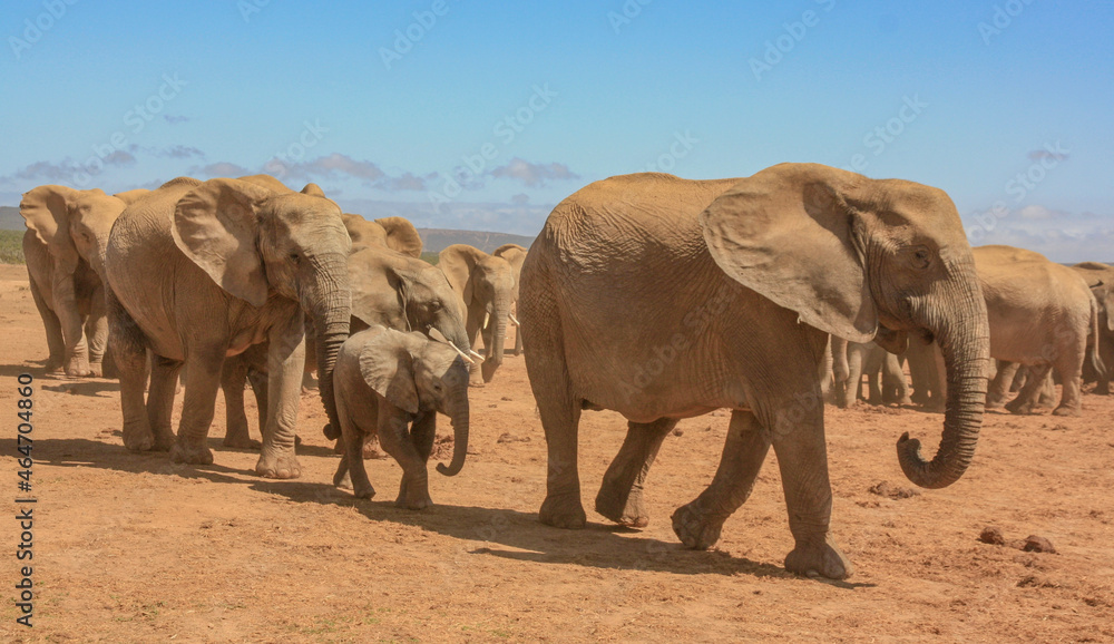 Fototapeta premium elephants family herd on the move