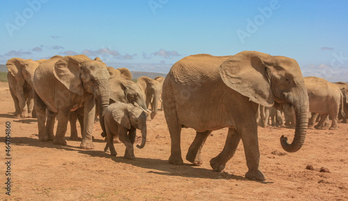 elephants family herd on the move