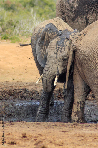 young elephant having fun in the mud