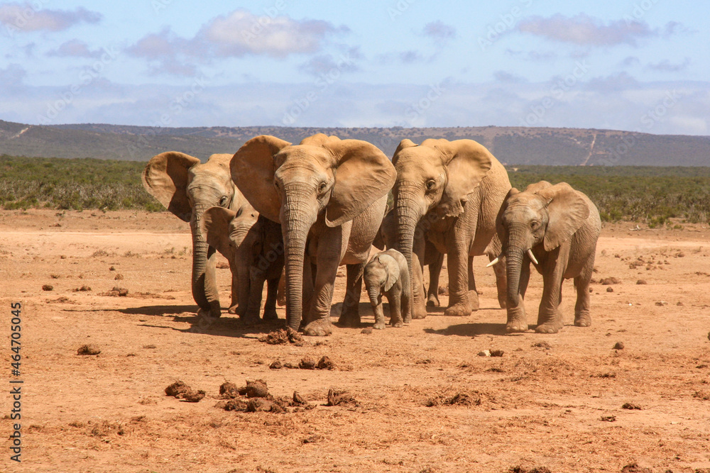 Fototapeta premium family of elephant in the countryside