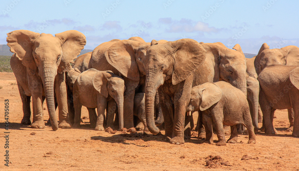 Fototapeta premium elephants family portrait