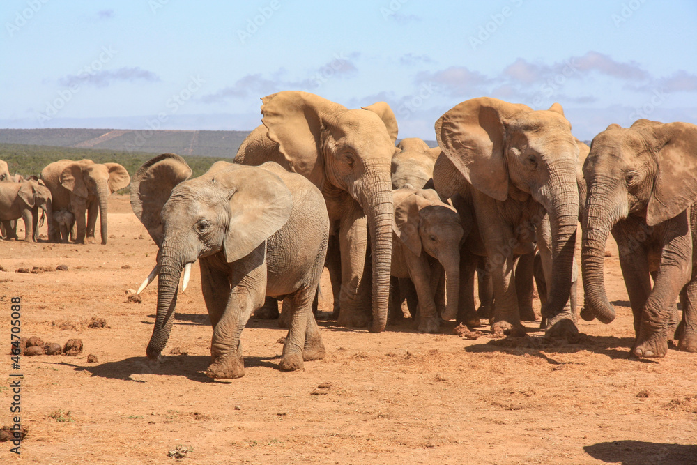 elephants in the wild elephants in the wild