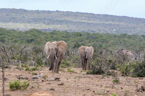 Photography elephants approaching