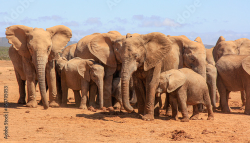 elephants family portrait
