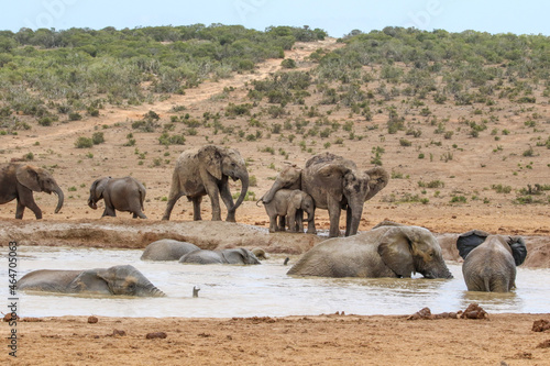 herd of elephants bathing in muddy waterhole