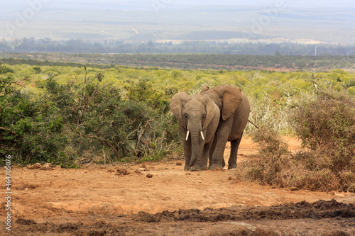 Photography elephants in countryside