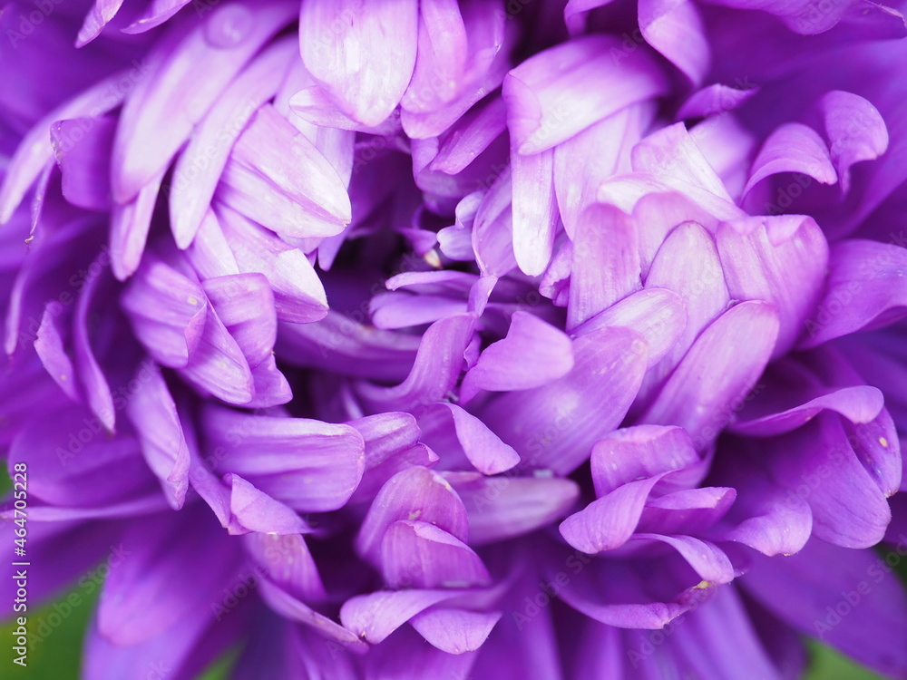 Violet petals of chrysanthemum flower macro closeup