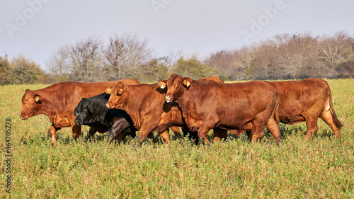 bred Brangus beef bulls cattle. Agribusiness - Close red Brangus Cattle, in natural pasture, Angus cattle, highly genetic bulls.
