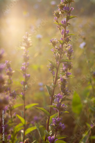 morning flowers in the meadow © venturus