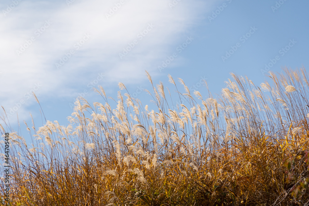 Fototapeta premium wild flowers blown by the wind in winter Under the clear blue sky without clouds