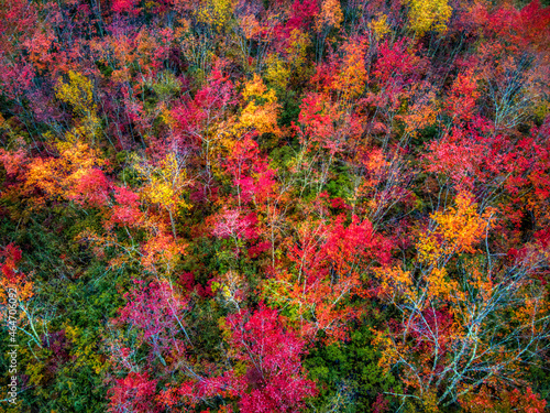 Fall Leaf Colors