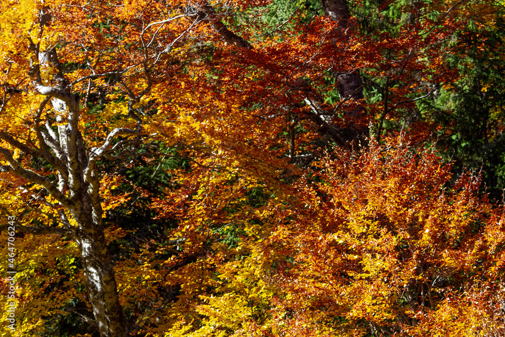 Autumn colors Autumn colors