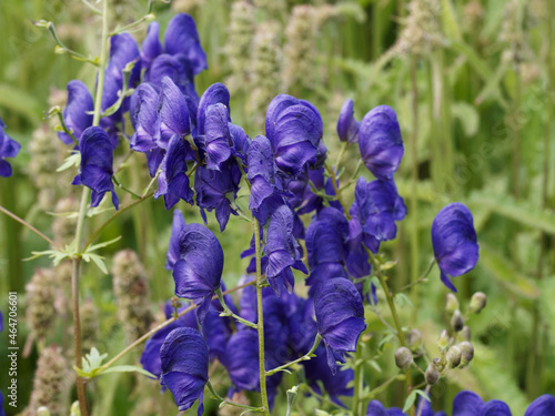 Chinese aconite or chinese wolfsbane - Aconitum carmichaelii - Beautiful blue flowers on stems