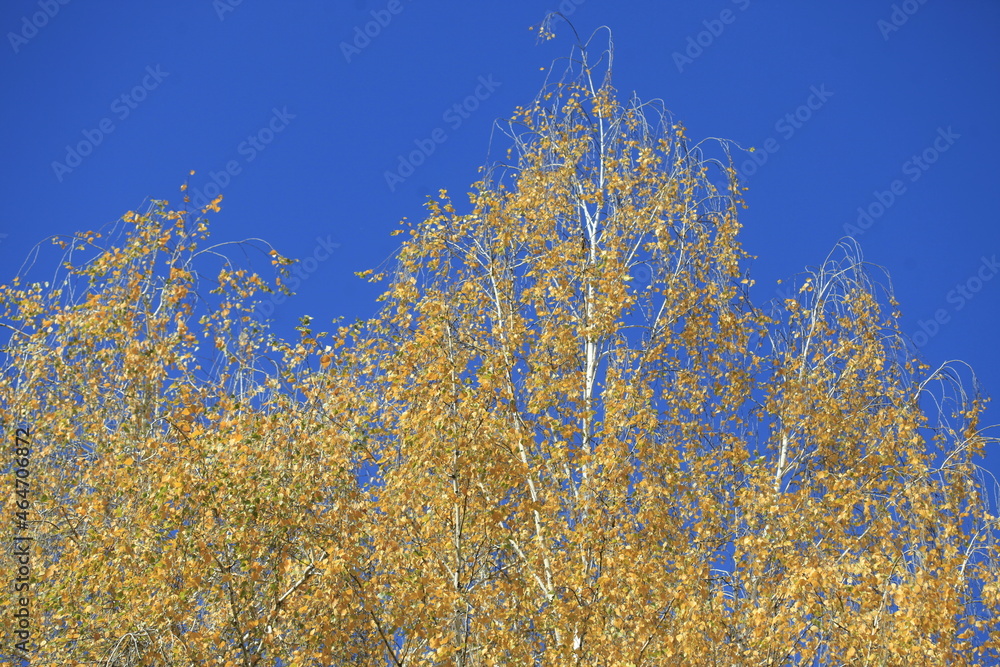 Fototapeta premium Colorful autumn plants on nature background