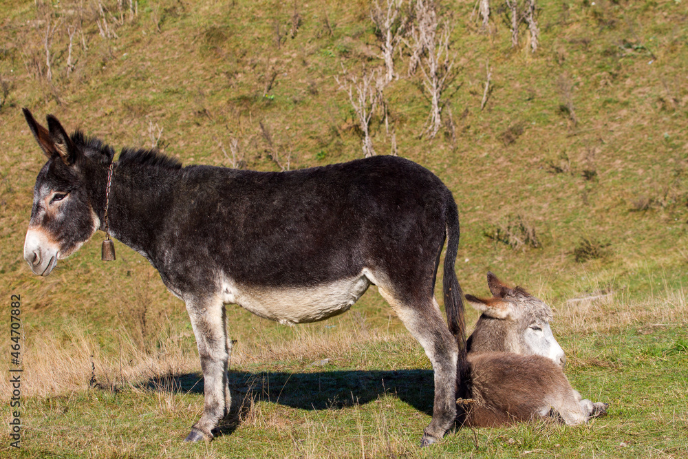 Fototapeta premium Donkey in the pasture