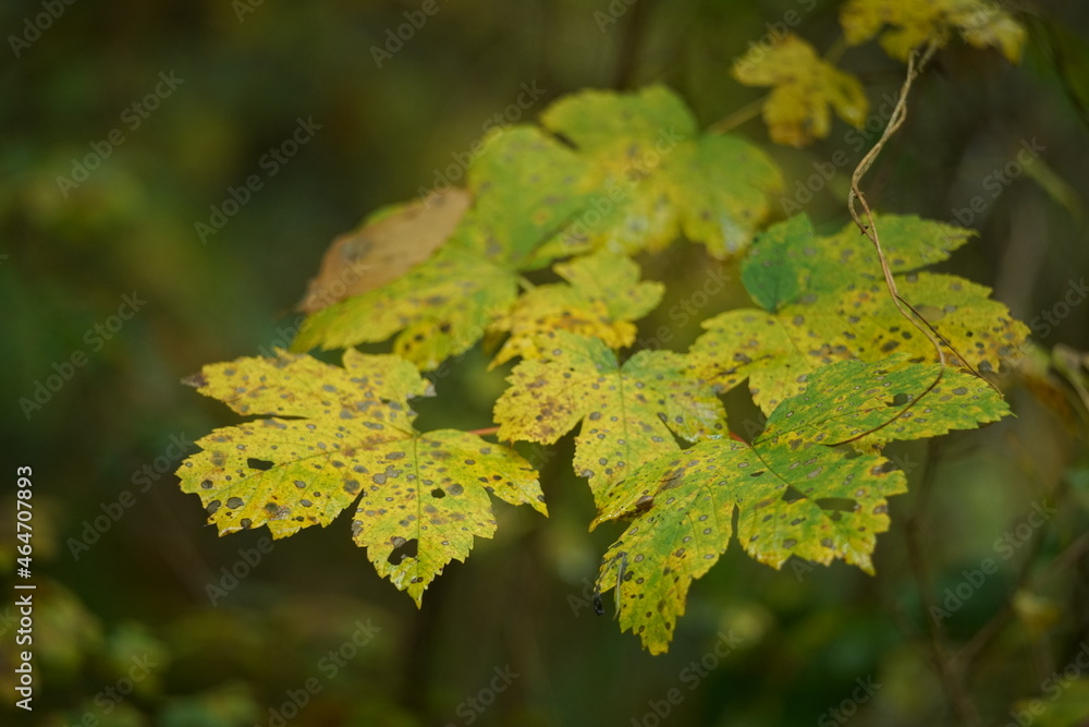 Foliage of a n Acer tree with different colors due to fall season Foliage of a n Acer tree with different colors due to fall season