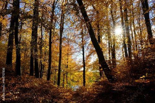 Beautiful golden forest in sunny autumn day - Golden Polish Autumn
