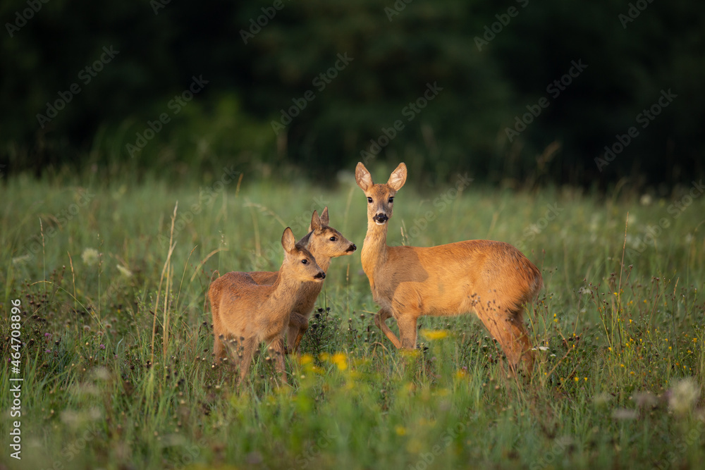 Roe deer doe with two fawns in the morning meadow. Roe deer doe with two fawns in the morning meadow.