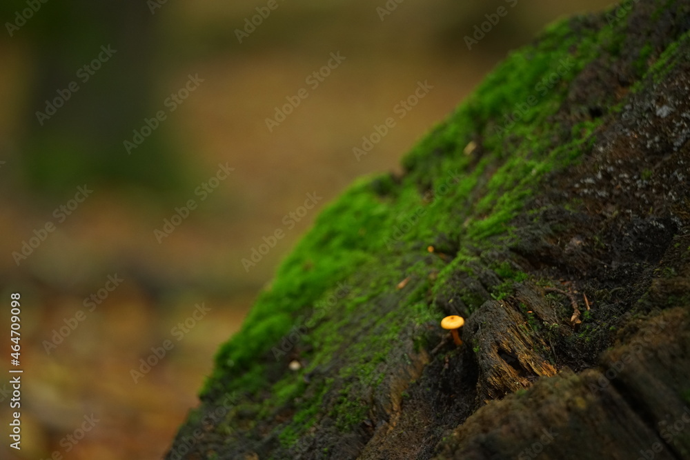 Baum Stumpf mit grünem Moos, starker Verwitterung und einem kleinen Pilz Baum Stumpf mit grünem Moos, starker Verwitterung und einem kleinen Pilz