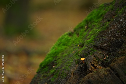 Baum Stumpf mit grünem Moos, starker Verwitterung und einem kleinen Pilz