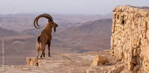 Male Nubian ibex standing on the edge of the world's largest erosion crater, known as the Makhtesh Ramon, in the settlement Mitzpe Ramon, Negev Desert, Israel.