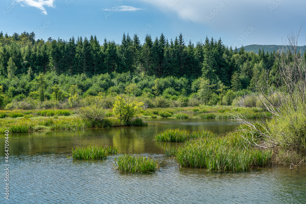 Forest on a lake in the Croatian mountains.