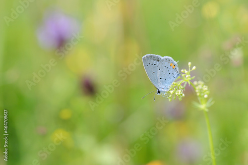 Tailed cupid butterfly (Cupido argiades) on a summer meadow. Copy space. photo