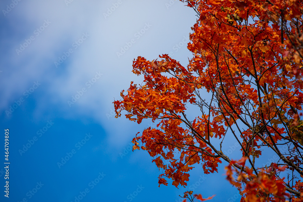 colorful autumn tree colorful autumn tree