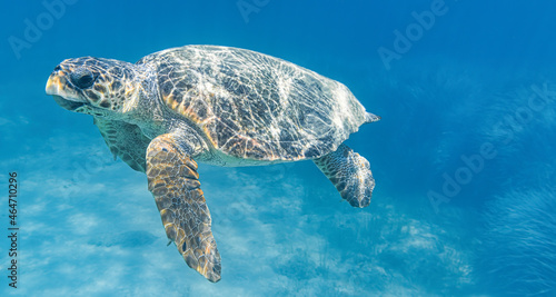 Caretta Caretta Turtle from Zakynthos, Greece, near Laganas beach, emerges to take a breath