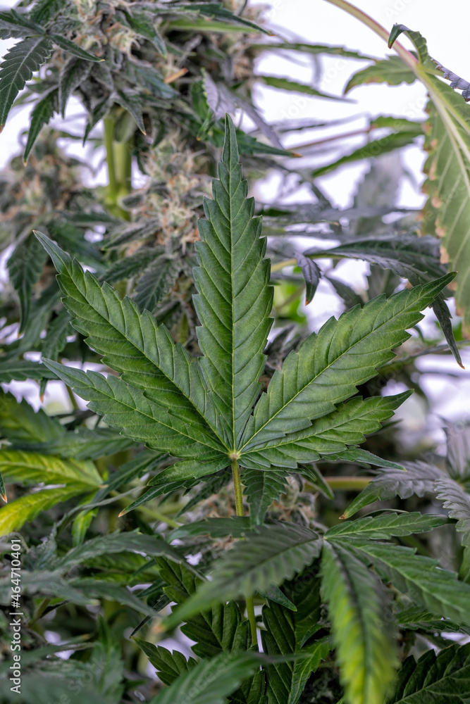 A cannabis leaf with the plant behind isolated A cannabis leaf with the plant behind isolated