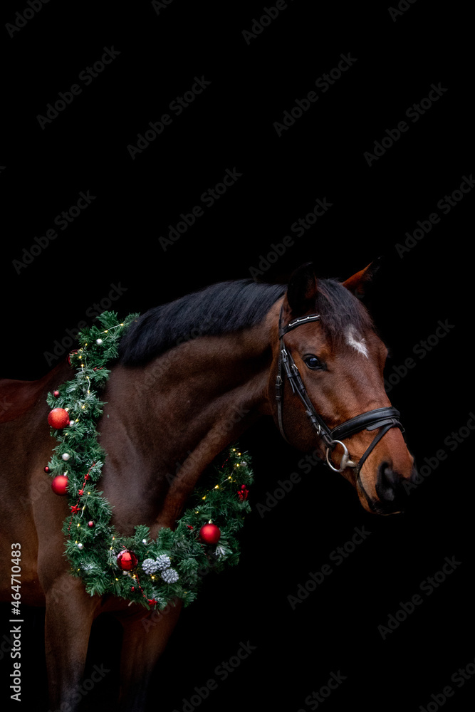 Brown horse portrait with christmas wreath