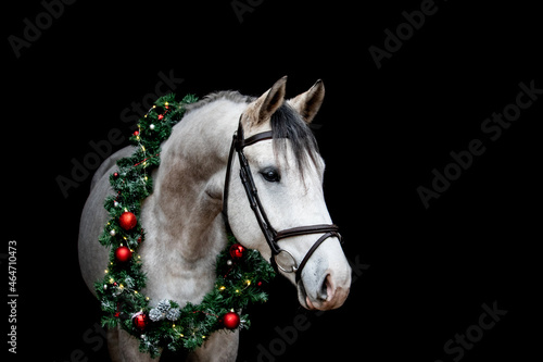 Gray horse with christmas wreath isolated on black © virgonira