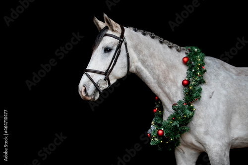 Gray horse with christmas wreath isolated on black