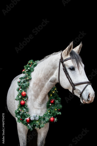 Gray horse with christmas wreath isolated on black