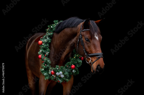 Brown horse portrait with christmas wreath