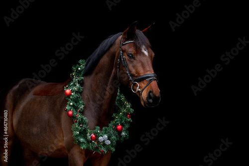 Brown horse portrait with christmas wreath