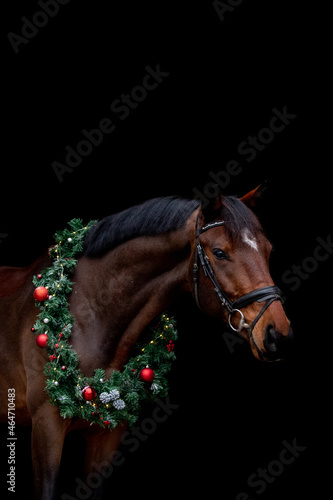 Brown horse portrait with christmas wreath © virgonira