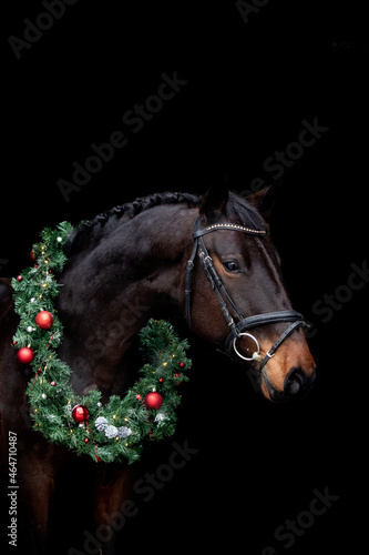 Brown horse portrait with christmas wreath