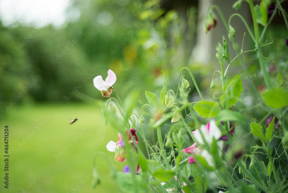summer flower pea in a flower bed outdoors. The bee flies by the pea summer flower pea in a flower bed outdoors. The bee flies by the pea
