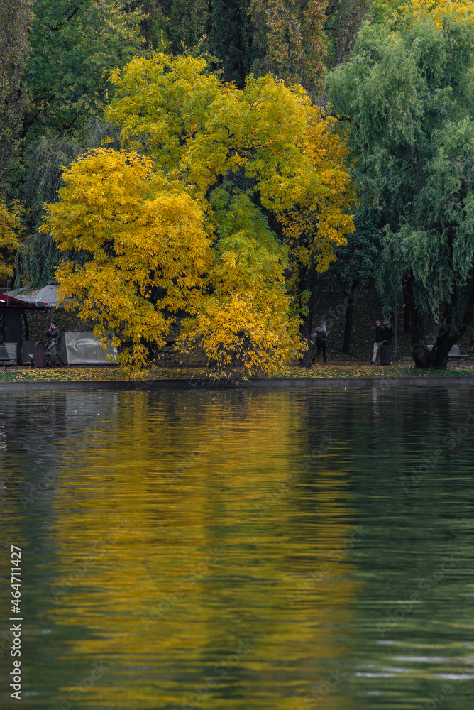Obraz premium yellow tree in the park